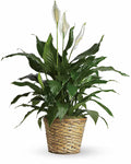 Potted plant with white flowers in a woven basket 
